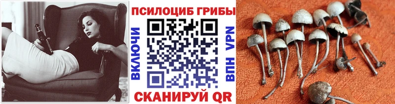 где продают наркотики  blacksprut зеркало  Галлюциногенные грибы Magic Shrooms  Калач-на-Дону 